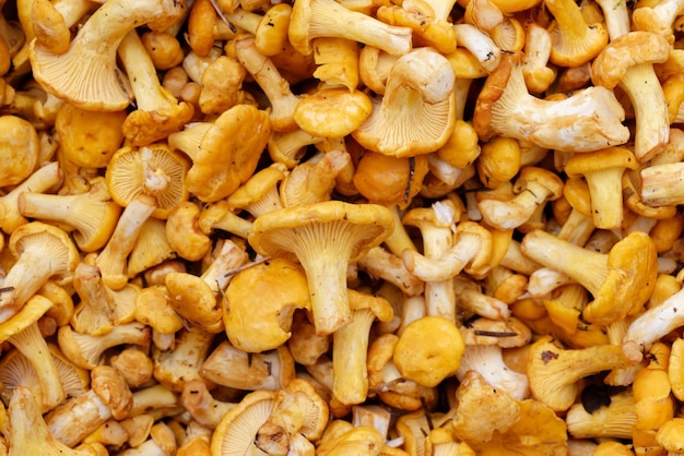 Frische rohe Girolles