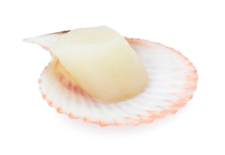 Foto frische, rohe muscheln in schale, isoliert auf weiß