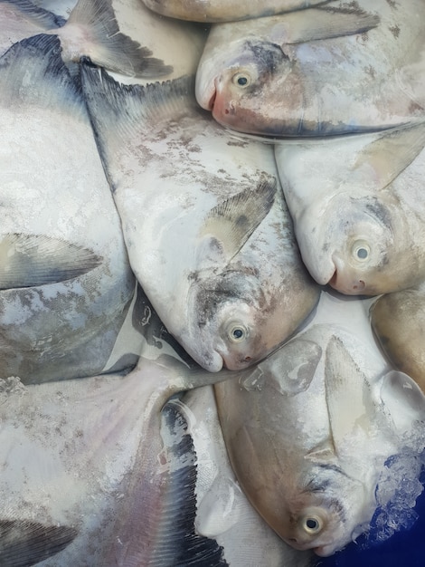 Frische rohe Seefische am Meeresfrüchte- und Fischmarkt