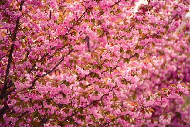 Frische rosa Blüten von Sakura, die im natürlichen Frühlingshintergrund des Gartens im Freien wachsen