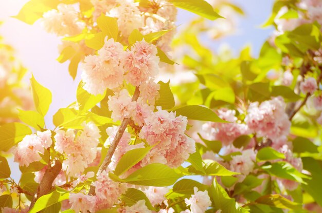 Frische rosa Blüten von Sakura wachsen im Garten gegen blauen Himmel, natürlicher Frühling sonniger Hintergrund im Freien