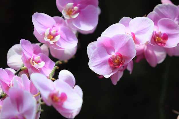 Foto frische rosa orchideenblüten
