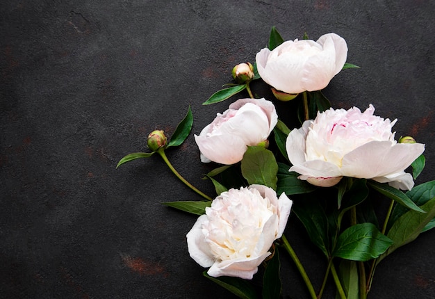 Frische rosa Pfingstrosenblumengrenze mit Kopienraum auf schwarzem Hintergrund, flache Lage.