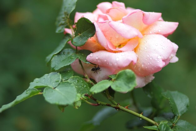 Frische rosa Rose im grünen, sonnigen Garten Busch von rosa Rose im Sommer Blumenhintergrund Nahaufnahme einer rosa Blume, die im Freien blüht