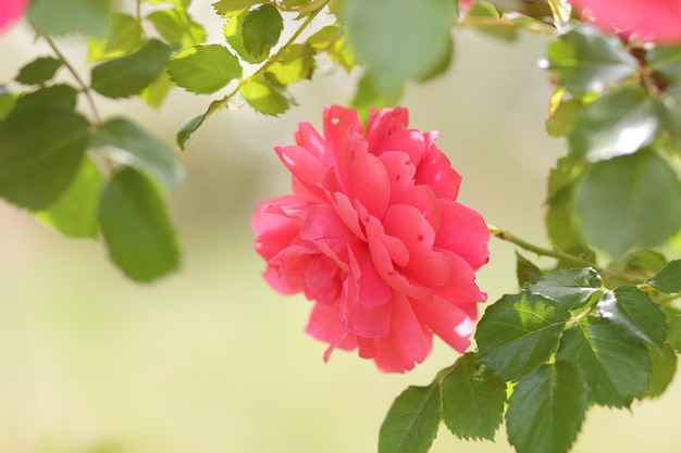 Frische rosa Rose im grünen, sonnigen Garten Busch von rosa Rose im Sommer Blumenhintergrund Nahaufnahme einer rosa Blume, die im Freien blüht