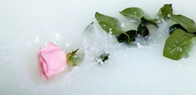 Frische rosa Rose in Wasser mit Milch und Tropfen