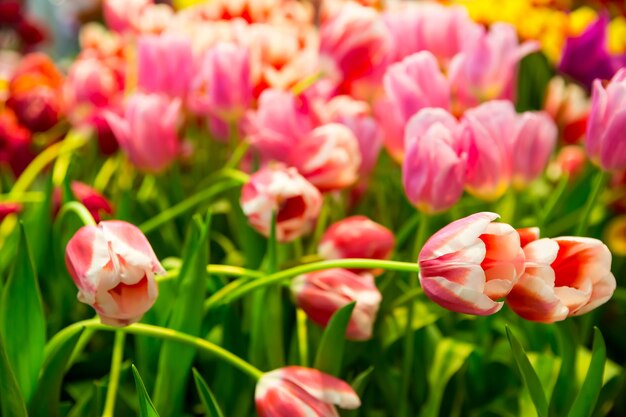 Frische rosa Tulpen auf dem Feld