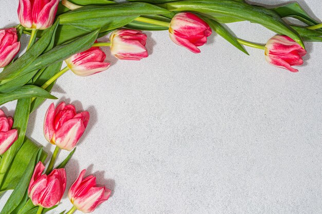 Frische rosa Tulpen auf hellem Steinbetonhintergrund Festliches Konzept für Muttertag oder Valentinstag Grußkarte Ostern flach liegend Jubiläum oder Geburtstag Draufsicht