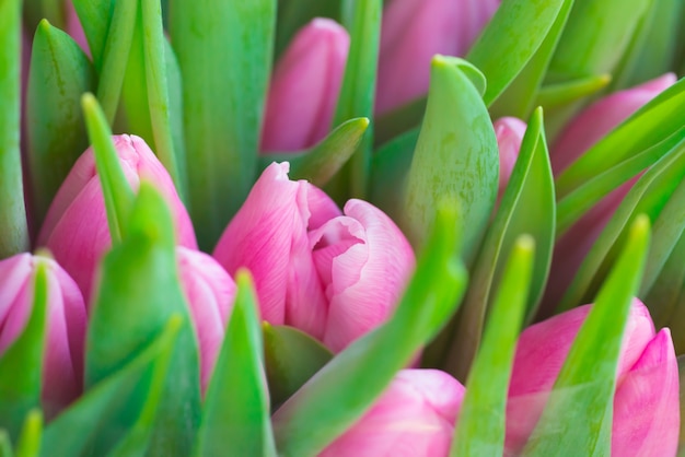 Frische rosa Tulpen mit grünem Blattnaturfrühlingshintergrund. Weichzeichner und Bokeh