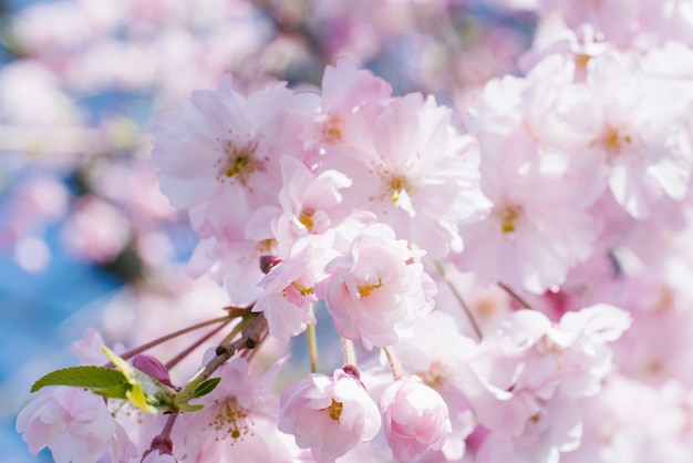 Frische, rosa, weiche Frühlingskirschbaumblüten auf rosa Bokeh