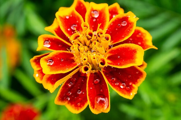 Frische rosa Zinniablumen im Garten nach dem Regen