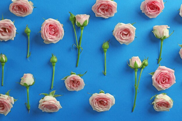 Frische Rosen auf blauem Hintergrund