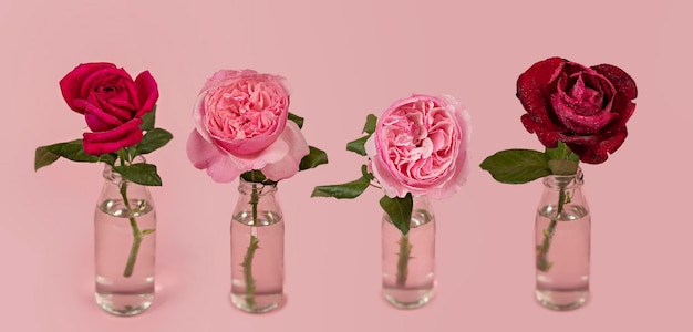 Frische Rosen blühen in Glasvase mit Wasser auf rosa Hintergrund