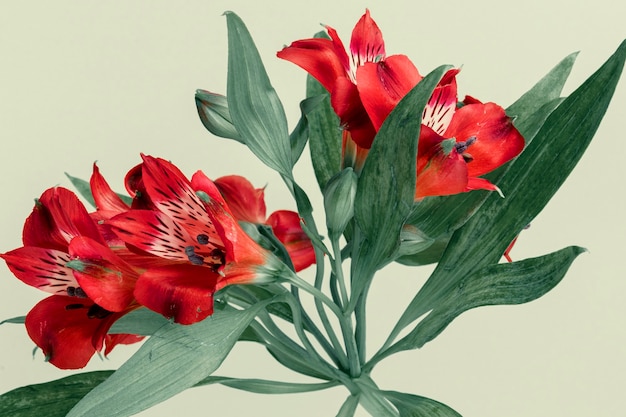 Frische rote Alstroemeria-Blume auf grünem Hintergrund