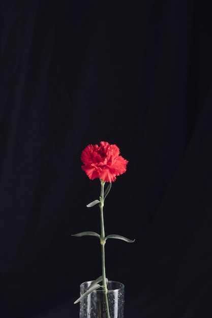 Frische rote Blume im Vase