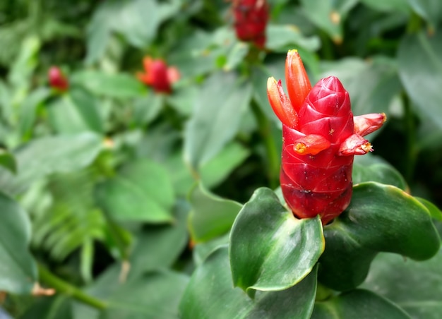 Frische rote Ingwer Blume mit grünen Blättern