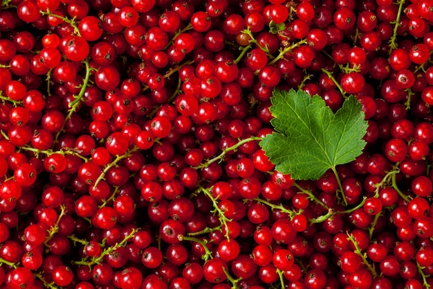 Frische rote Johannisbeeren und Blatt schließen