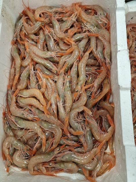 Frische rote mediterrane Garnelen in einer Kiste auf dem Fischmarkt