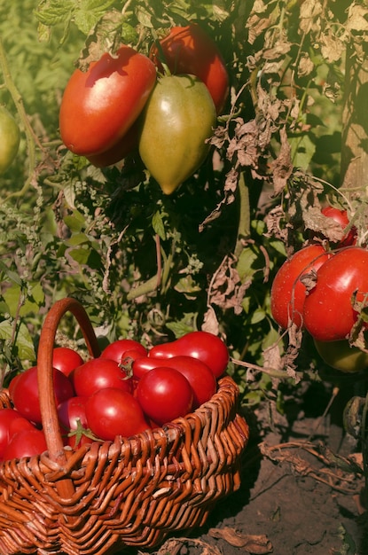 Foto frische rote minibirntomaten geerntete birnentomaten