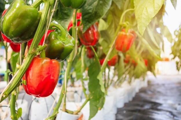 Frische rote Paprika mit grünen Blättern, die im landwirtschaftlichen Gewächshausgarten wachsen