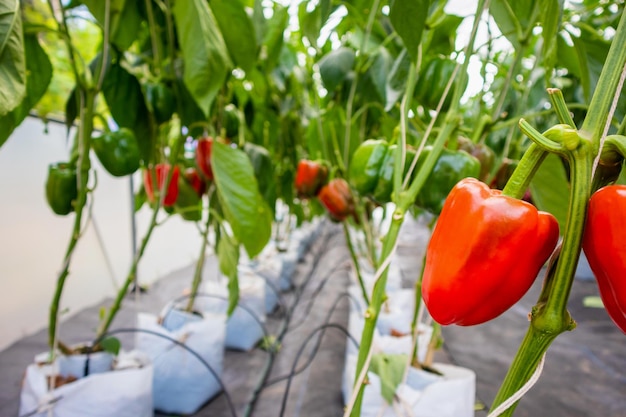 Frische rote Paprika mit grünen Blättern, die im landwirtschaftlichen Gewächshausgarten wachsen