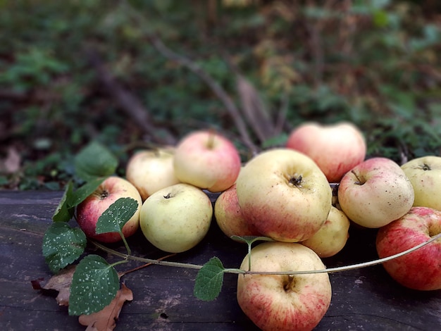 Frische rote Äpfel auf einem Baumstamm Frische rote Äpfel im Wald zu Beginn des Herbstes