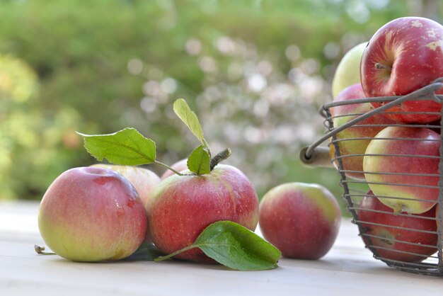 Frische rote Äpfel vom Garten