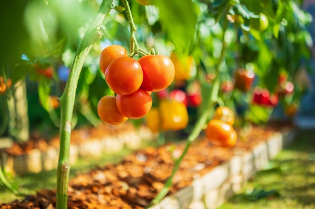 Frische rote reife Tomaten, die an der Weinpflanze hängen, die im Biogarten wächst