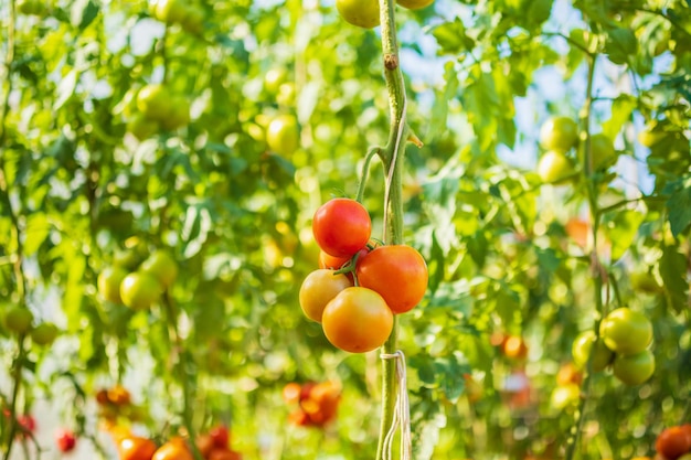 Frische rote reife Tomaten, die an der Weinpflanze hängen, die im Biogarten wächst