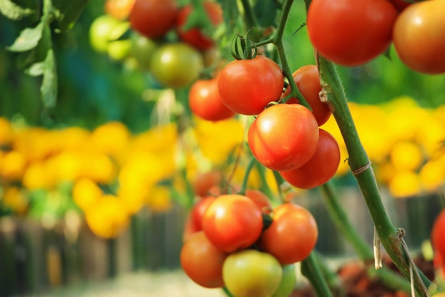 Frische rote reife Tomaten, die an der Weinpflanze hängen, die im Biogarten wächst