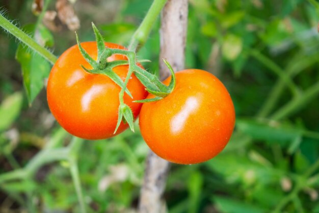 Frische rote reife Tomatenpflanze, die am Rebenwachstum im Bio-Garten hängt, bereit zur Ernte