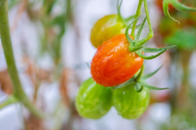 Frische rote reife Tomatenpflanze, die an der Weinrebe im Bio-Garten hängt, bereit zu ernten