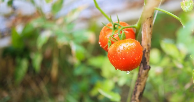 Frische rote reife Tomatenpflanze, die an der Weinrebe im Bio-Garten hängt, bereit zu ernten