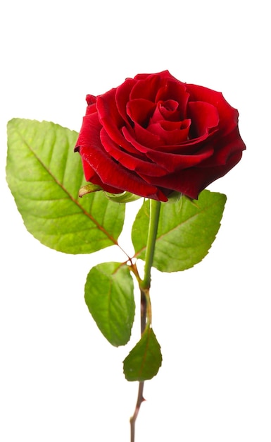 Frische rote Rose lokalisiert auf Weiß