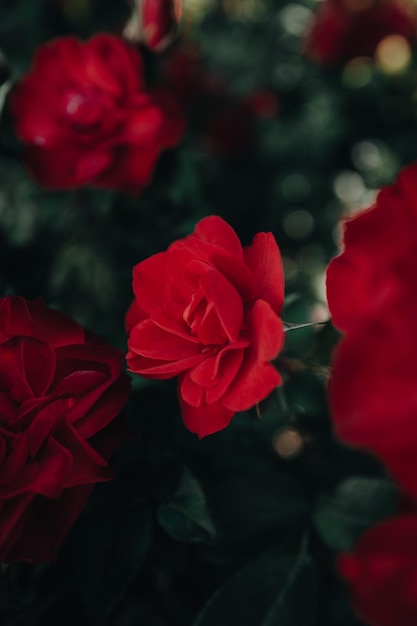 Frische rote Rosen, die in der Natur wachsen, blühen und blühen, romantisches Konzept