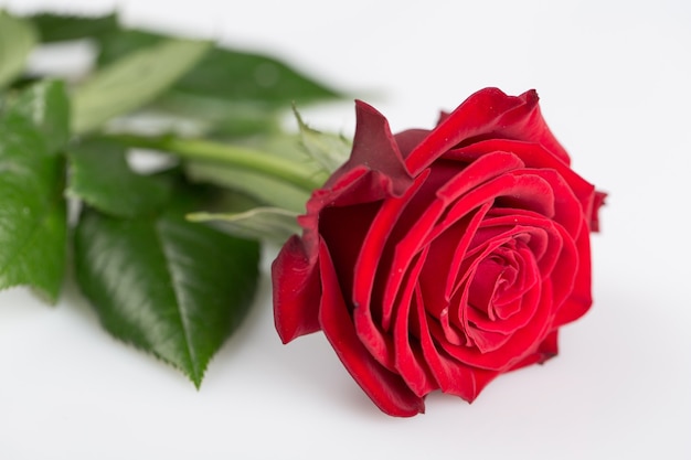 Frische rote Rosen in der Tasche auf weißem Hintergrund.