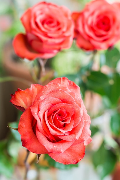 Frische rote Rosenknospe in Wassertropfen auf einem verschwommenen Hintergrund aus grünen Blättern und anderen Rosen Floraler Lebensstil Vertikale Ansicht