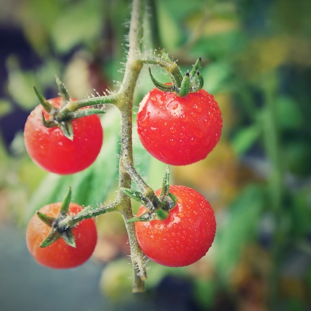 Frische rote Tomaten auf der Pflanze