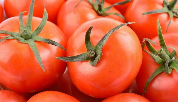 Frische rote Tomaten Biologisches und leckeres Gemüse Natürliches Landwirtschaftsprodukt