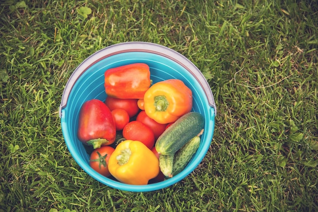 Frische rote und orange Paprika, Tomaten und Gurken auf einem blauen Eimer auf grünem Gras