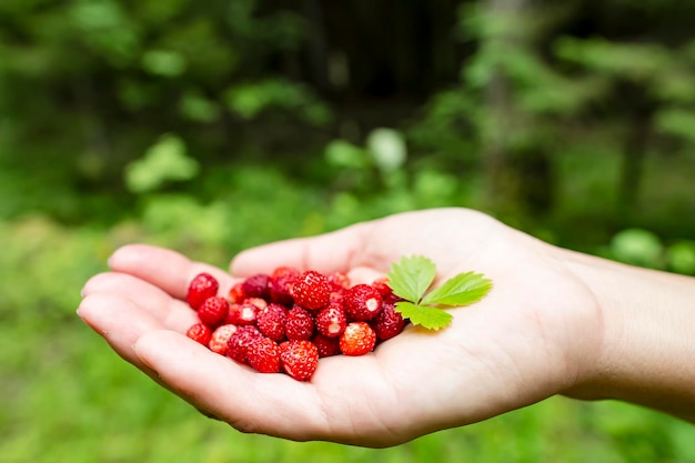 Frische rote Walderdbeeren werden im Wald gesammelt und liegen handvoll in einer Palme