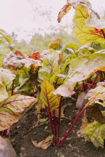 Frische Rüben im Garten