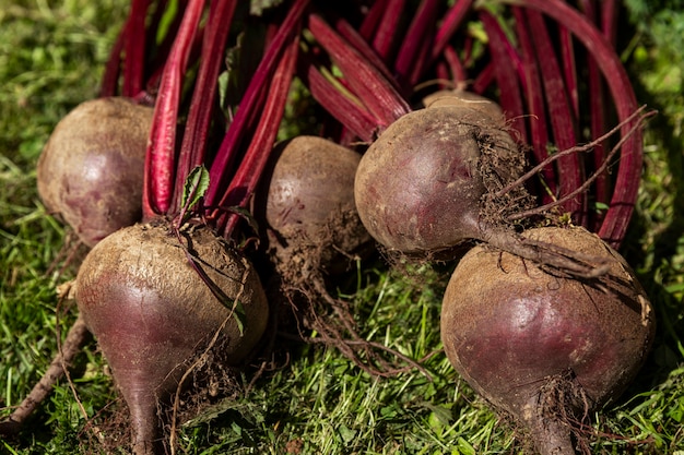 Frische Rüben mit Spitzen auf dem Gras. Vitamine und gesundes Essen. Nahaufnahme.