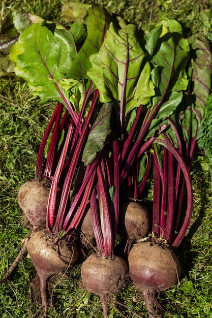 Frische Rüben mit Spitzen auf dem Gras. Vitamine und gesundes Essen. Vertikal.