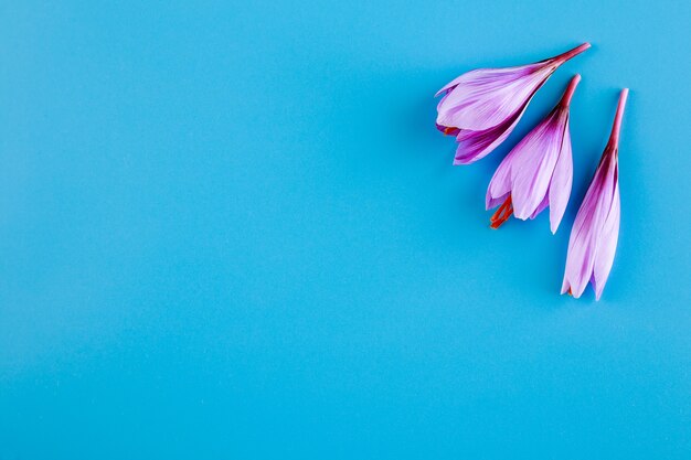 Frische Safranblume auf blauem Grund.