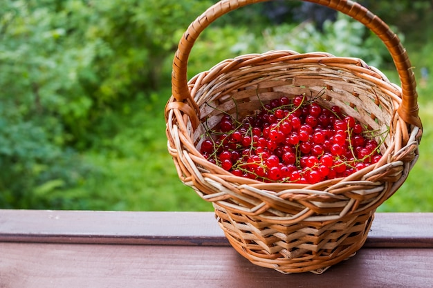 Frische saftige Beeren der roten Johannisbeere in einem Weidenkorb auf einem Holztisch im Garten an einem sonnigen Nachmittag des Sommers. Beere, reife rote Johannisbeere gestapelt in einem kleinen Korb.