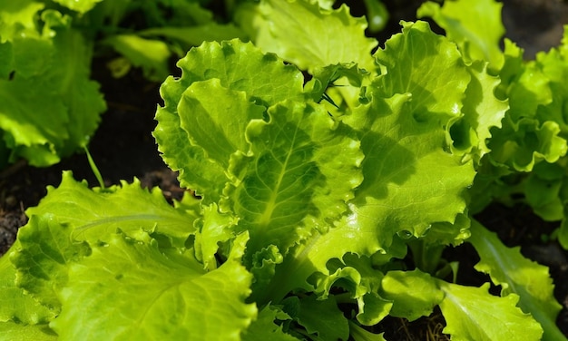 Frische Salatblätter im Wachstum auf dem Feld