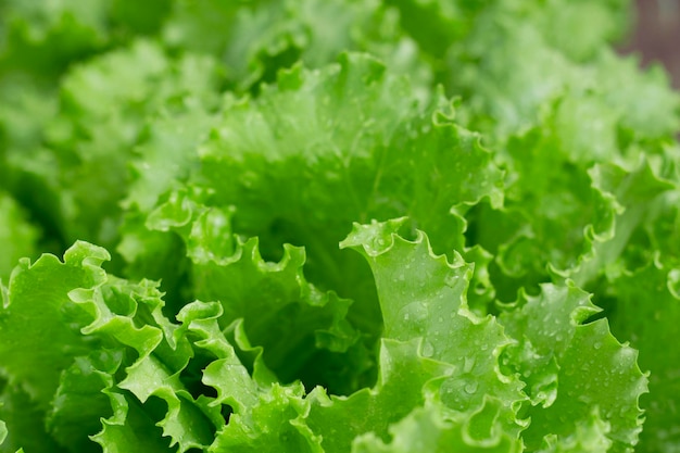 frische Salatblätter mit Nahaufnahme im Bauerngarten