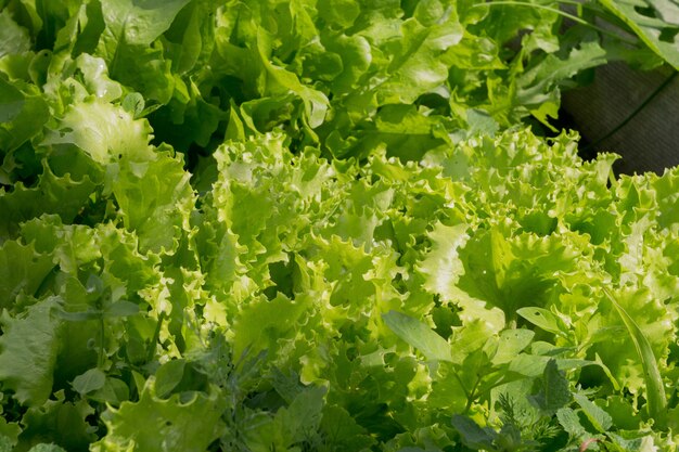 Frische Salatblätter