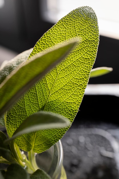 Frische Salbeiblätter. Grüne und nasse Salbeiblätter frisch aus dem heimischen Garten gepflückt.